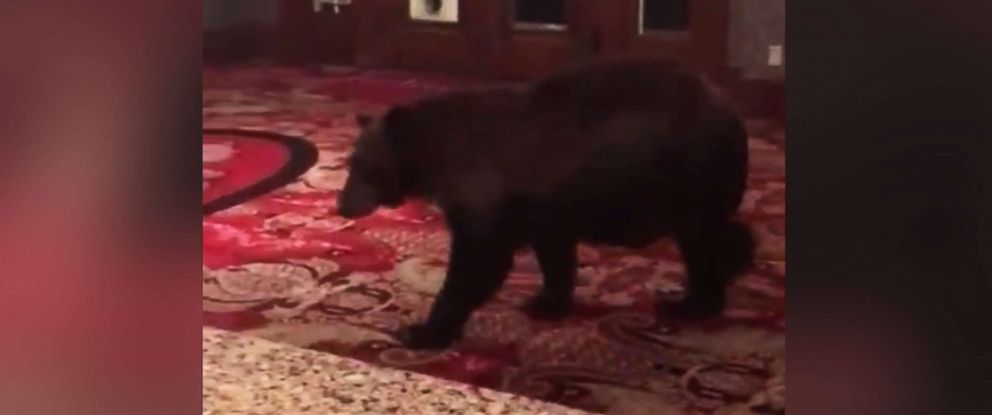Black Bear Wanders Around Colorado Hotel Lobby Abc News Photo A Bear Walks Through The Lobby Of Stanley Hotel In Estes Park