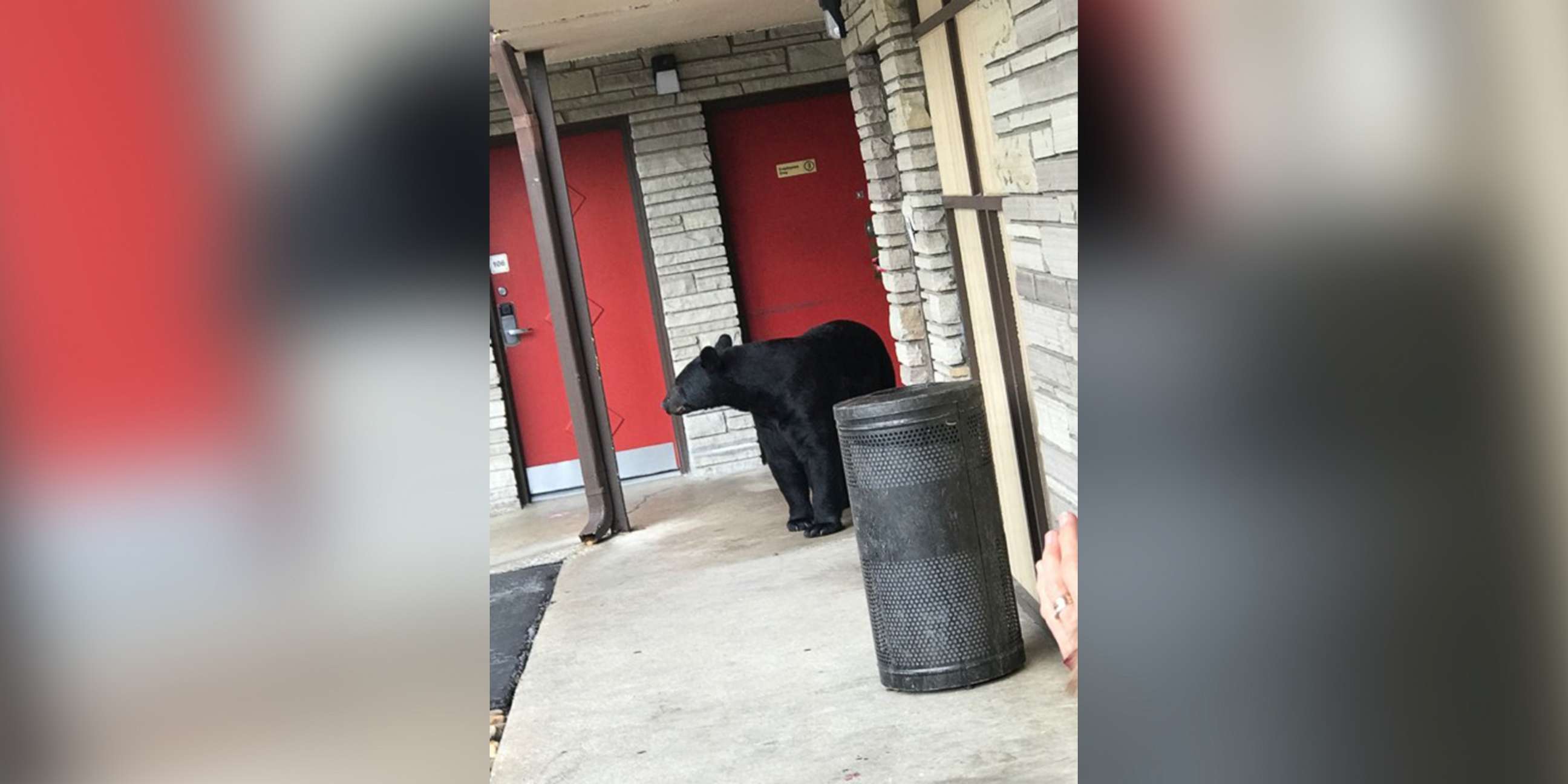 PHOTO: Bear roams around Tennessee hotel