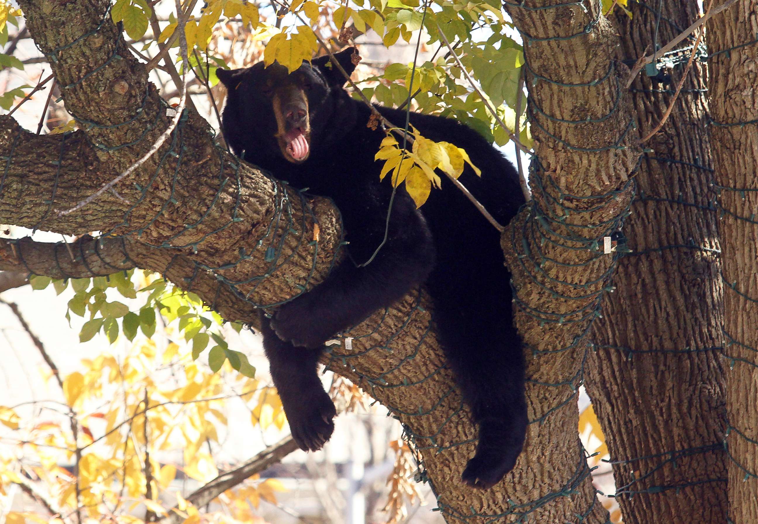 PHOTO: In this Oct. 26, 2015, file photo, a black bear rests in a tree at the Morristown Green public park in Morristown, N.J.