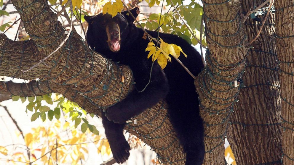 PHOTO: In this Oct. 26, 2015, file photo, a black bear rests in a tree at the Morristown Green public park in Morristown, N.J.