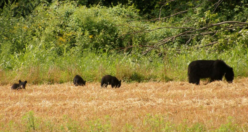 PHOTO: In this Aug. 20, 2020, file photo, a black bear sow and her three cubs feed in a newly harvested grain field in Walpack, N.J.