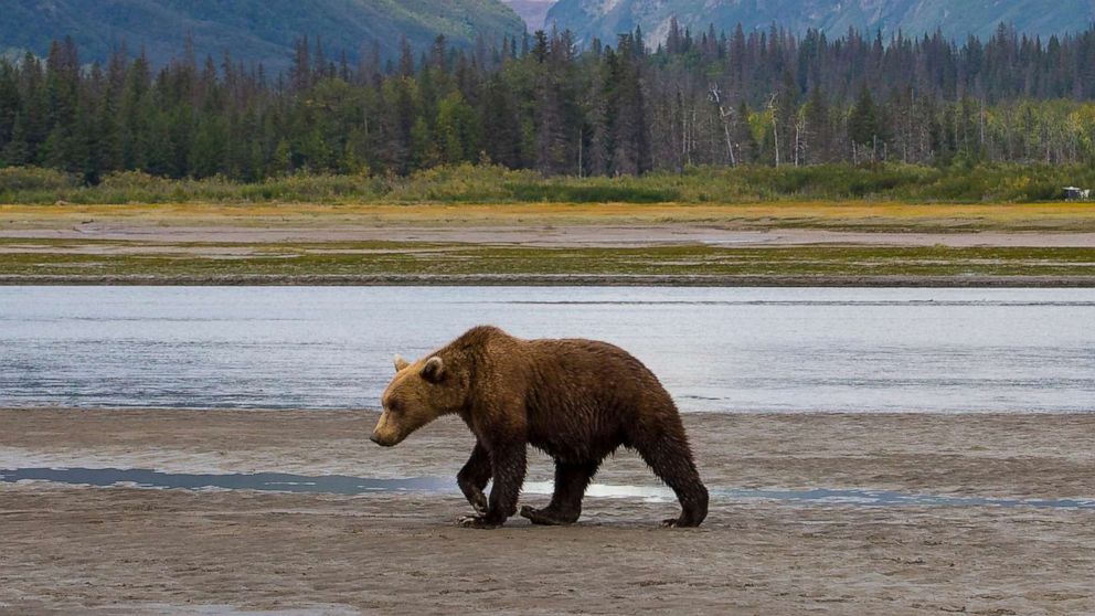 A stock photo of a bear.