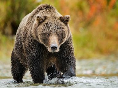 Hunter mauled by bear, then accidentally shot in struggle