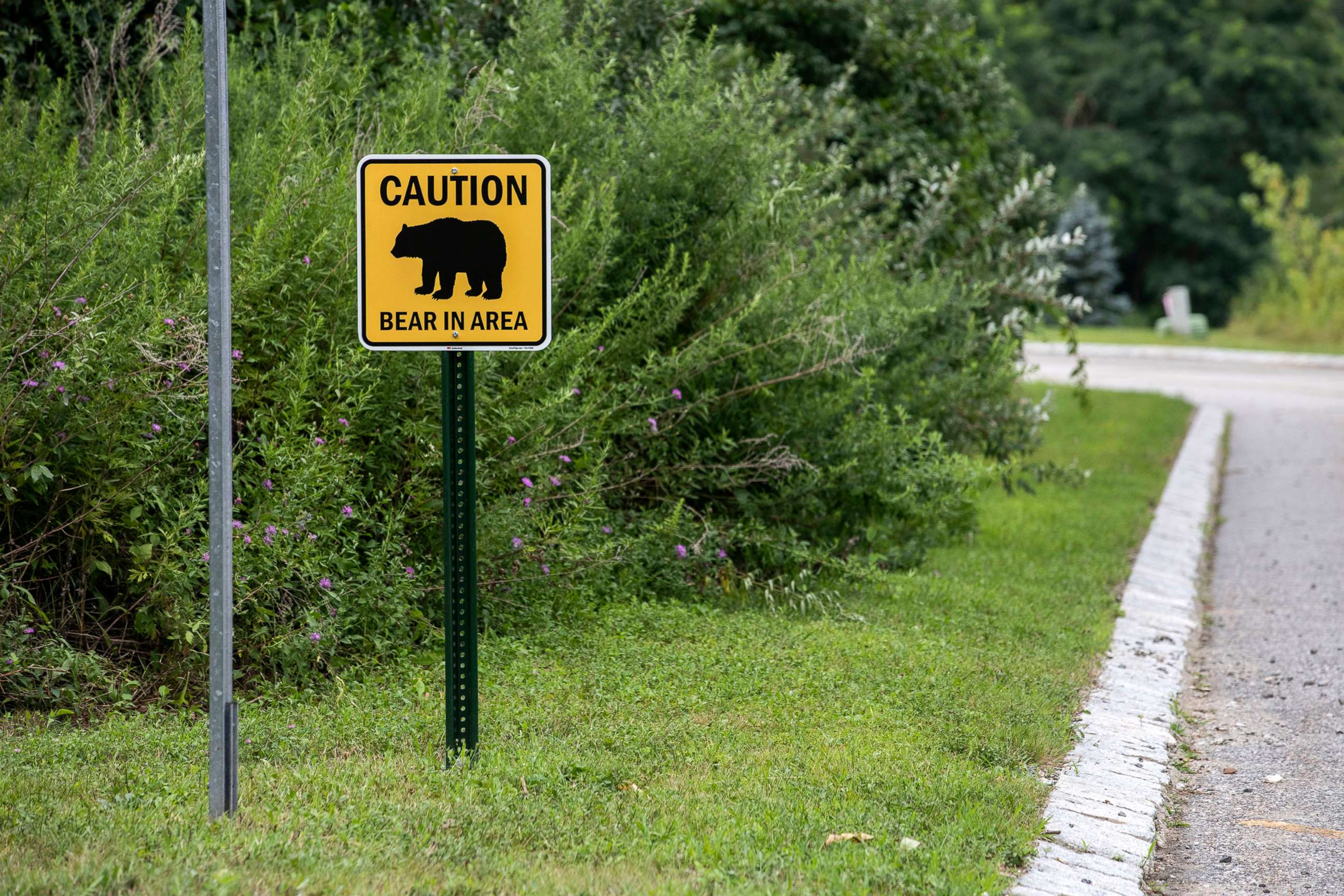 PHOTO: In this Aug. 6, 2020, file photo, signage warns of "Bear in Area" in Hardyston Township, N.J. Black bears live in these woods near a residential neighborhood. 