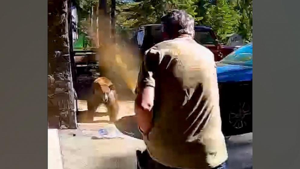 PHOTO: In this screen grab from a video, a man sprays bear spray at a charging bear, in Tahoma, Calif., on July 4, 2026.