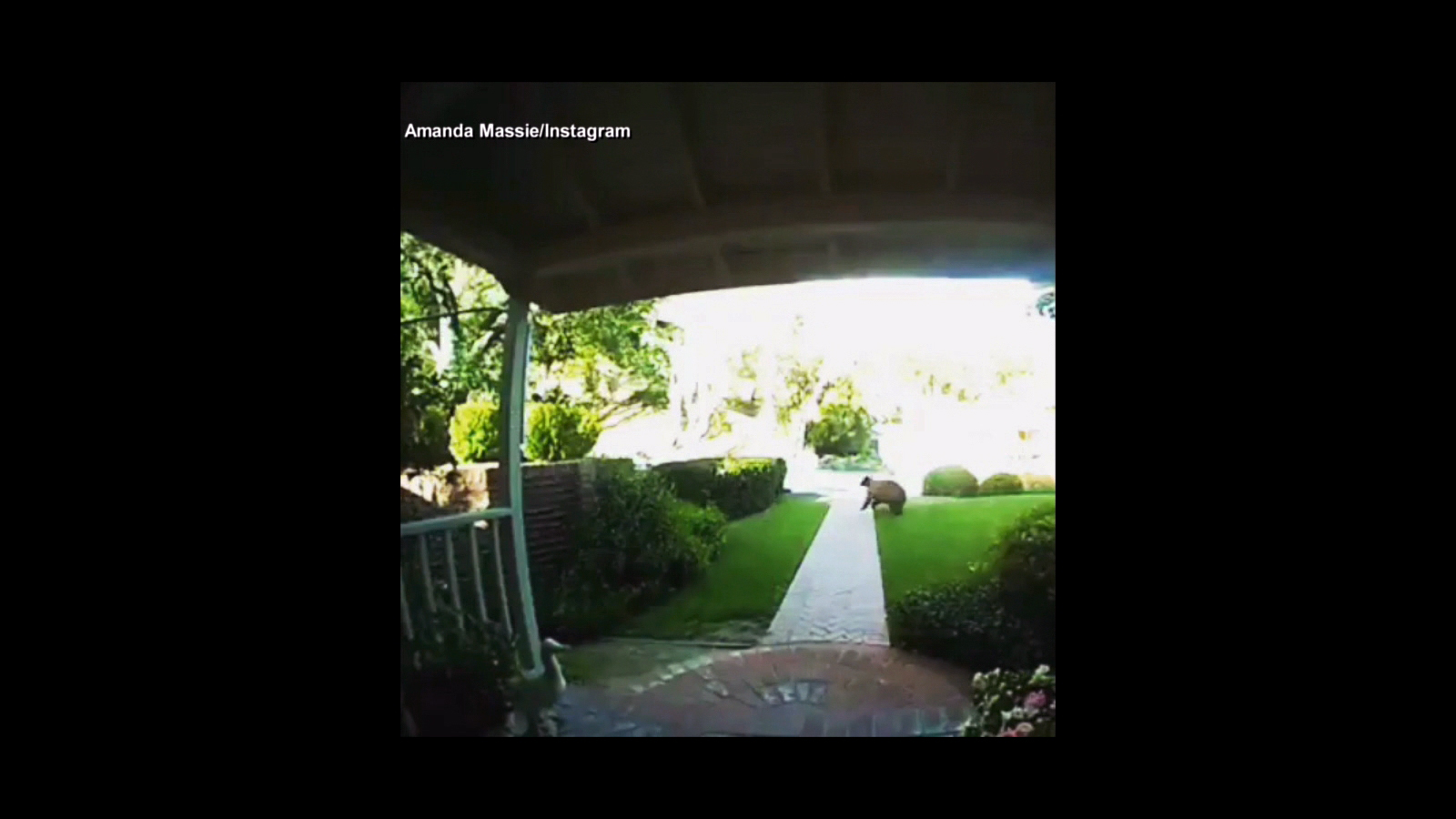 PHOTO: A grandmother in Altadena, Calif., hustled her granddaughter inside as a brown bear romped through the yard.