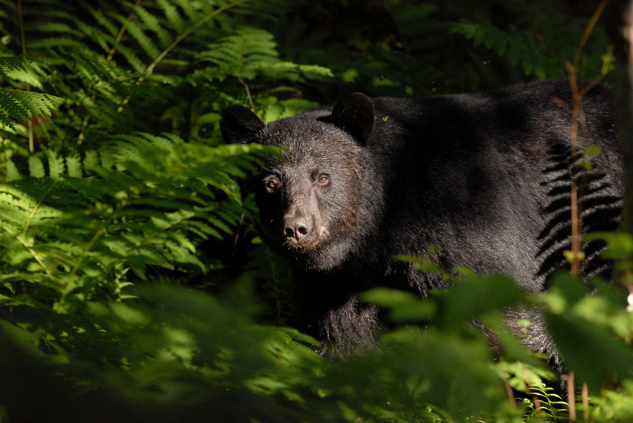 PHOTO: In this Feb. 1, 2013, file photo, a brown bear is shown in Fayston, Vermont.