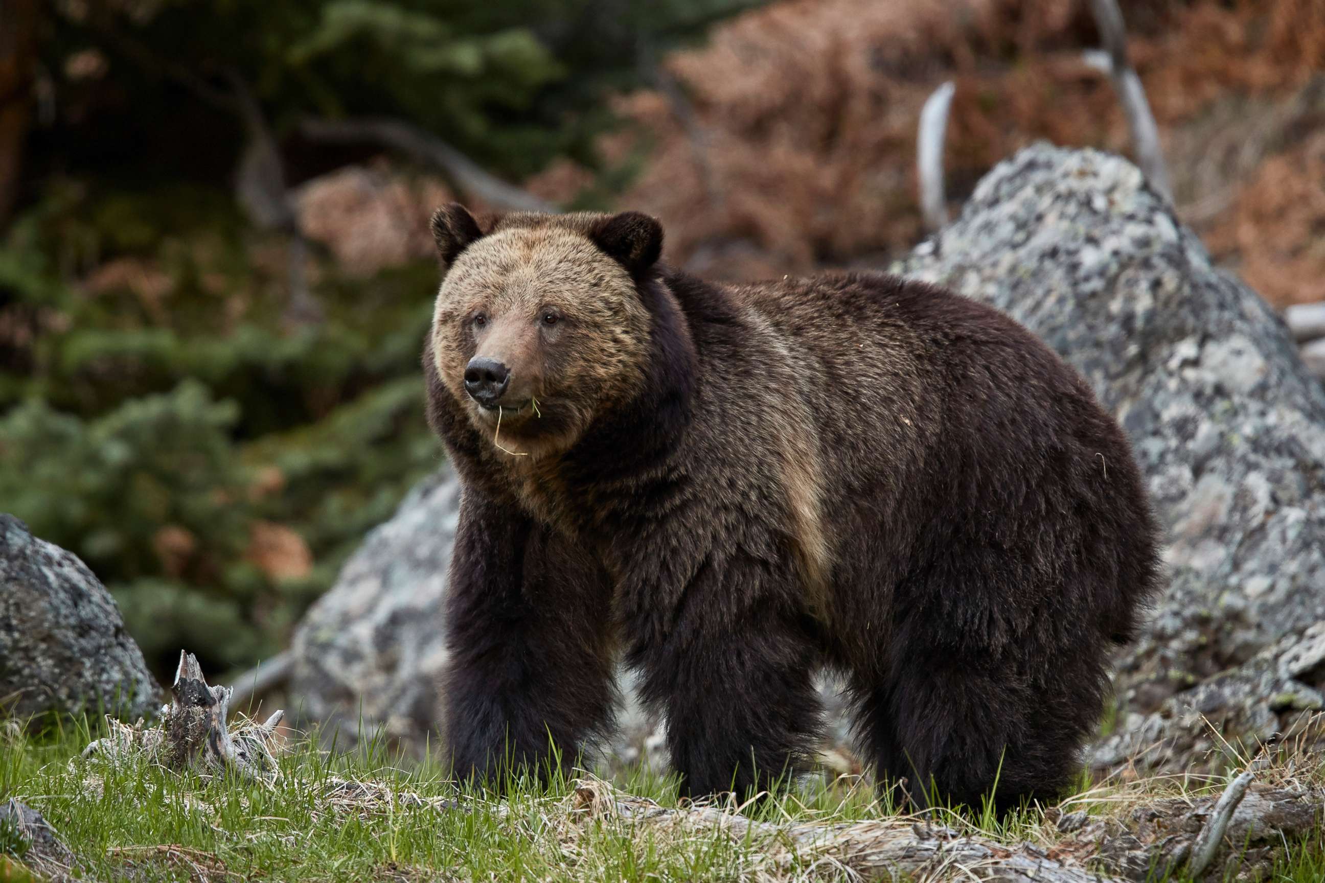 PHOTO: A grizzly Bear is pictured in Yellowstone National Park in Wyoming, in this undated stock photo.