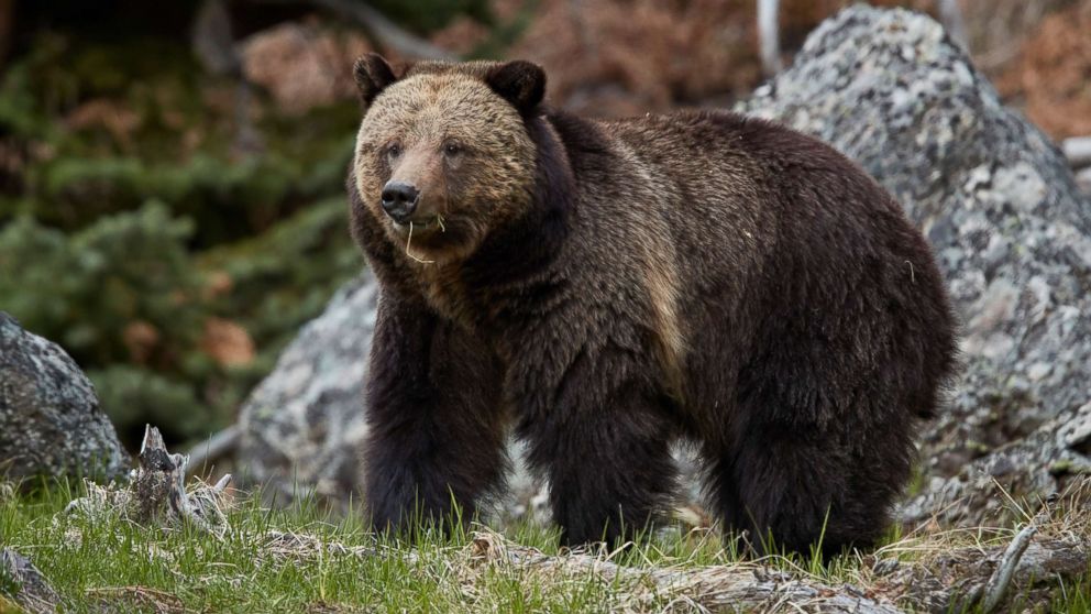 Bear attacks 10-year-old boy in Yellowstone National Park - ABC News