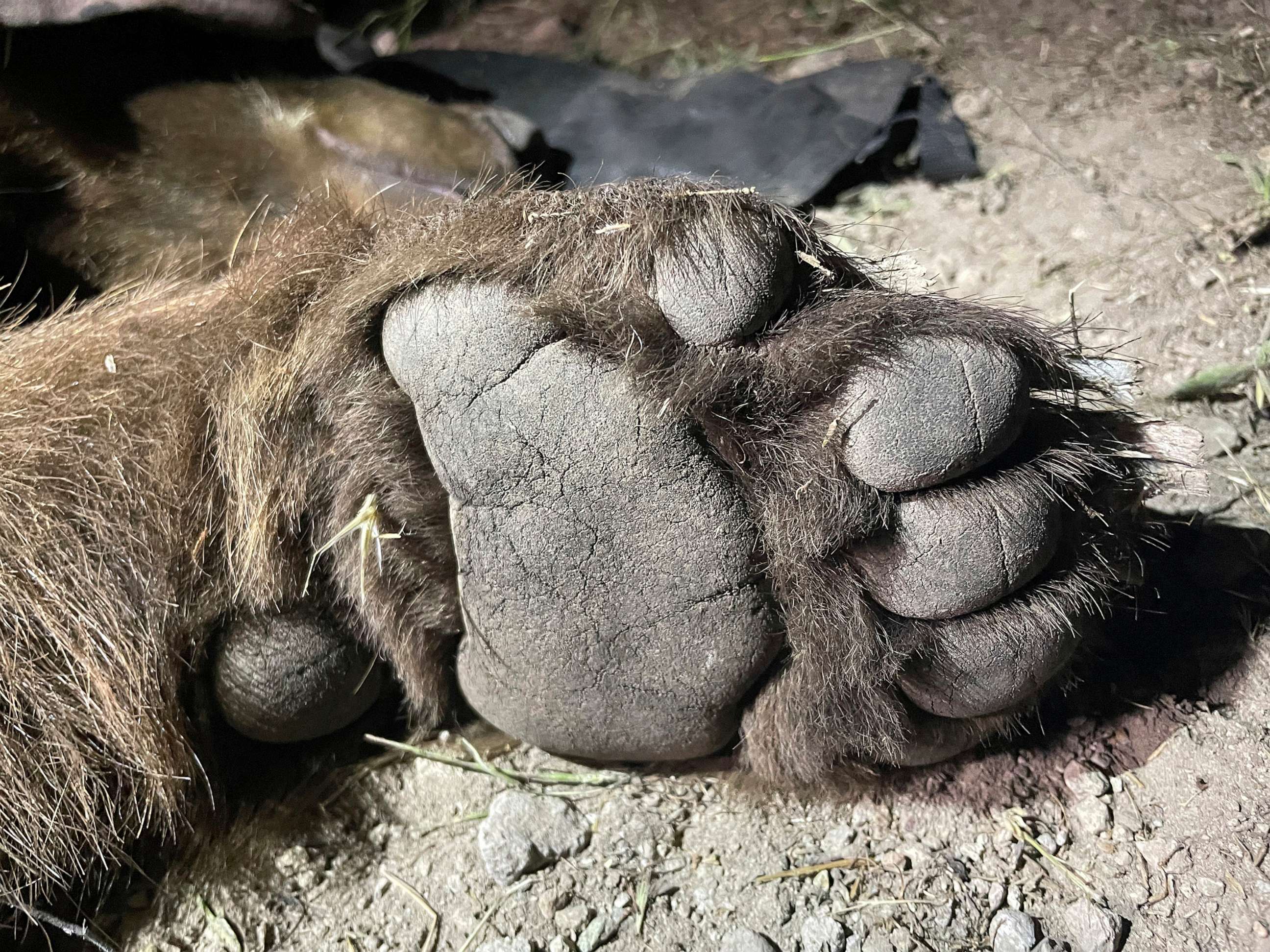 PHOTO: A black bear caught in a natural area of the western Santa Monica Mountains on April 23, 2023, south of the 101 Freeway in the Los Angeles area.