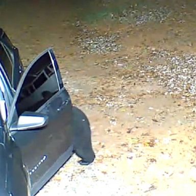 A bear, while being watched by her two cubs, clambered into a car via the passenger side window outside a home in Alaska.