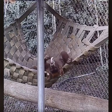 A black bear relaxed in a hammock while recovering from burns on its feet from the East Canyon Fire in Colorado.