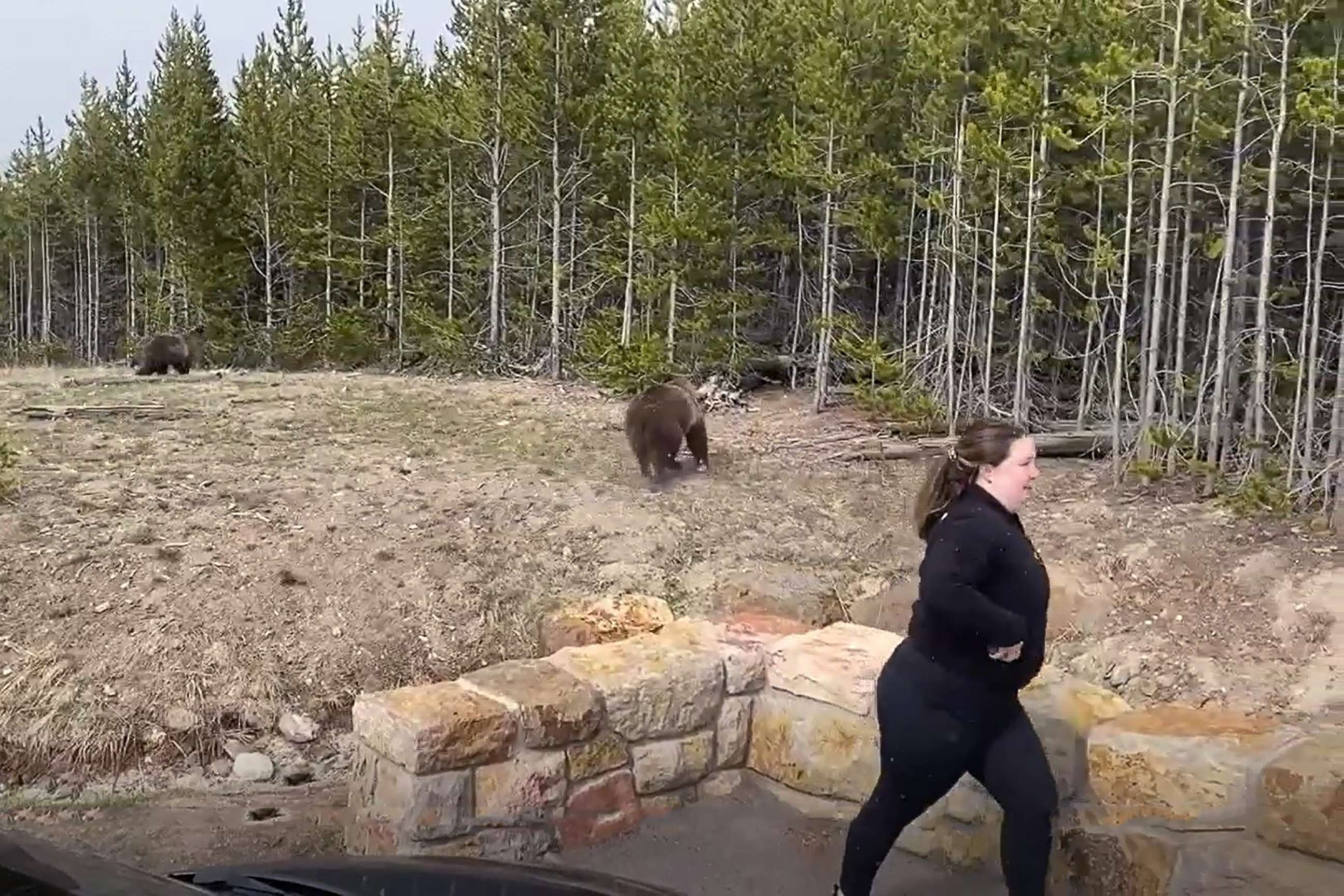 PHOTO: An Illinois woman pictured near a bear and her cubs at Yellowstone National Park.