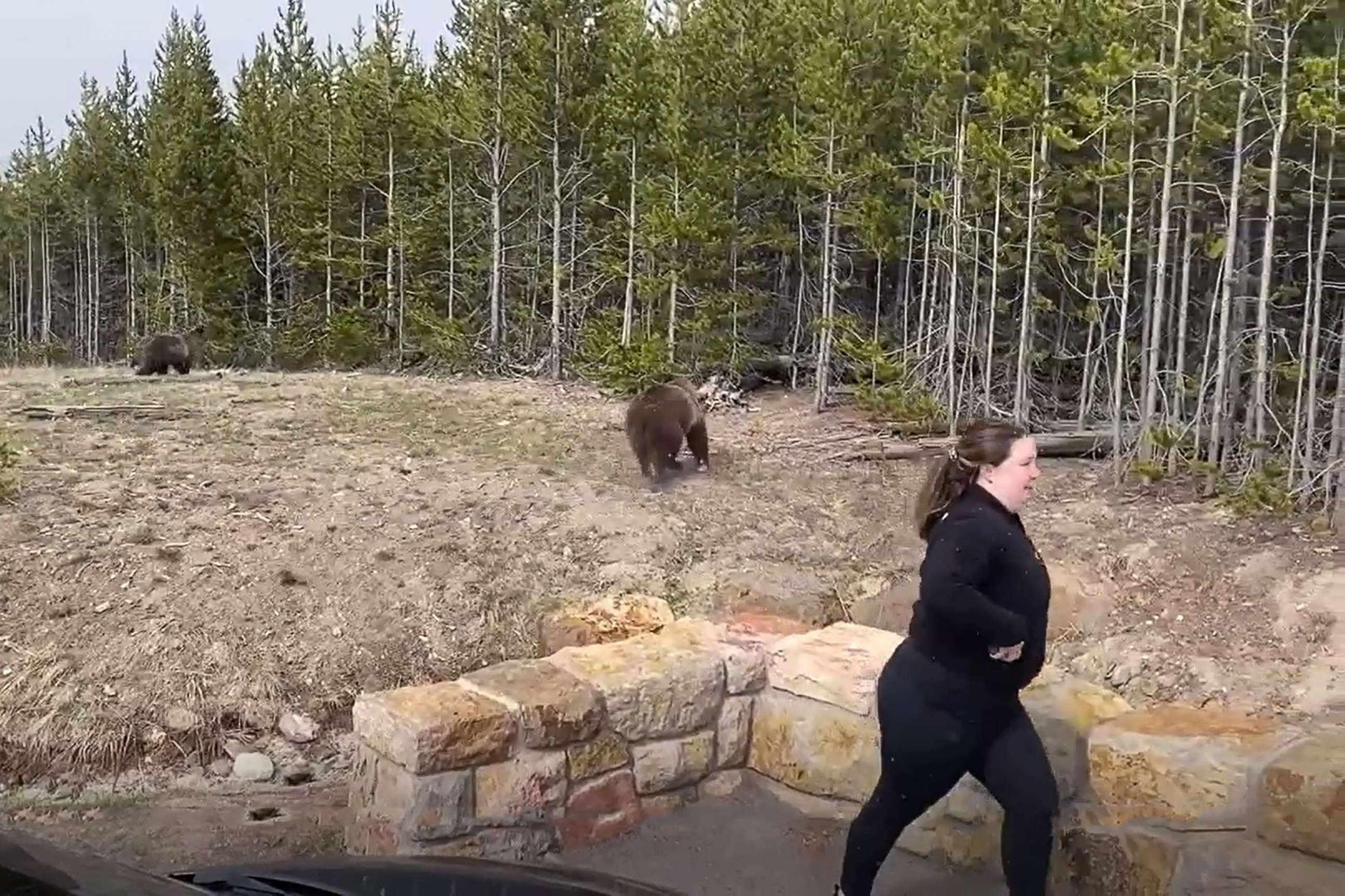 PHOTO: An Illinois woman, pictured near a bear and her cubs, is facing federal charges for approaching wildlife at Yellowstone National Park.