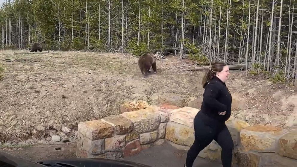 A 'lesson for all': Woman gets jail sentence after photographing grizzly bears at Yellowstone