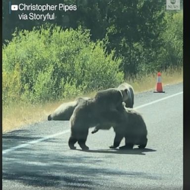 Adorable cubs are seen playfully wrestling in the middle of the road while holding up traffic in late August.