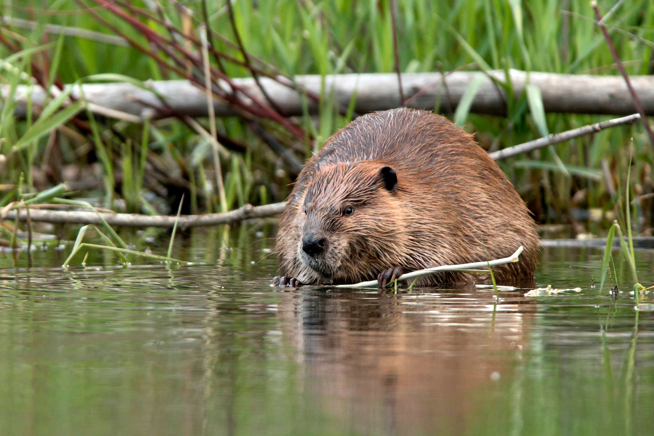PHOTO: In this undated file photo, a beaver appears near the shoreline of the Bear Creek which feeds into the South Platte River just outside Denver, Colorado.