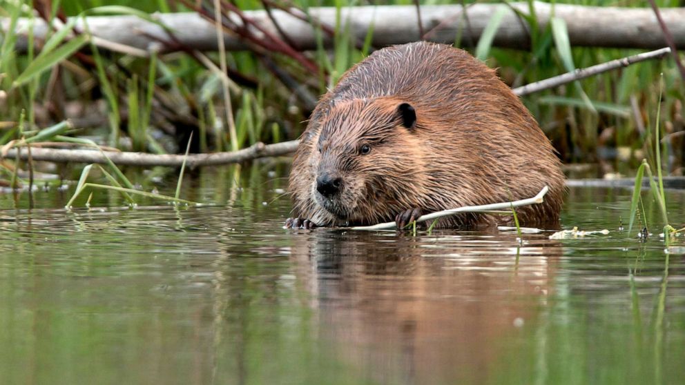 Could Beavers Be The Next Climate Heroes ABC News