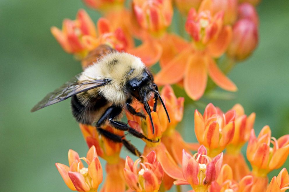 PHOTO: A Bumble bee on Butterfly weed (Asclepias tuberosa), in Michigan. These large, furry bees and peaceful gatherers of pollen and nectar.