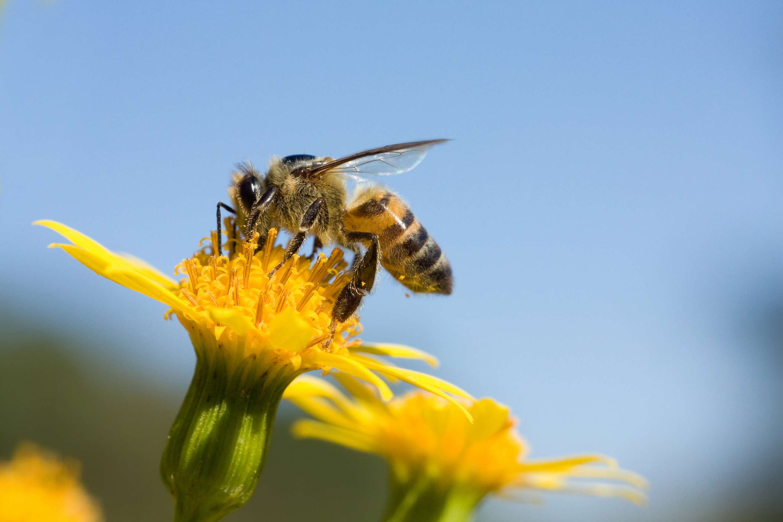 PHOTO: A honeybee is shown sitting on a yellow flower.