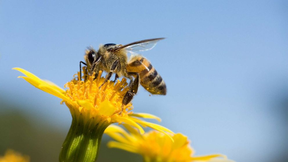 PHOTO: A honeybee is shown sitting on a yellow flower.