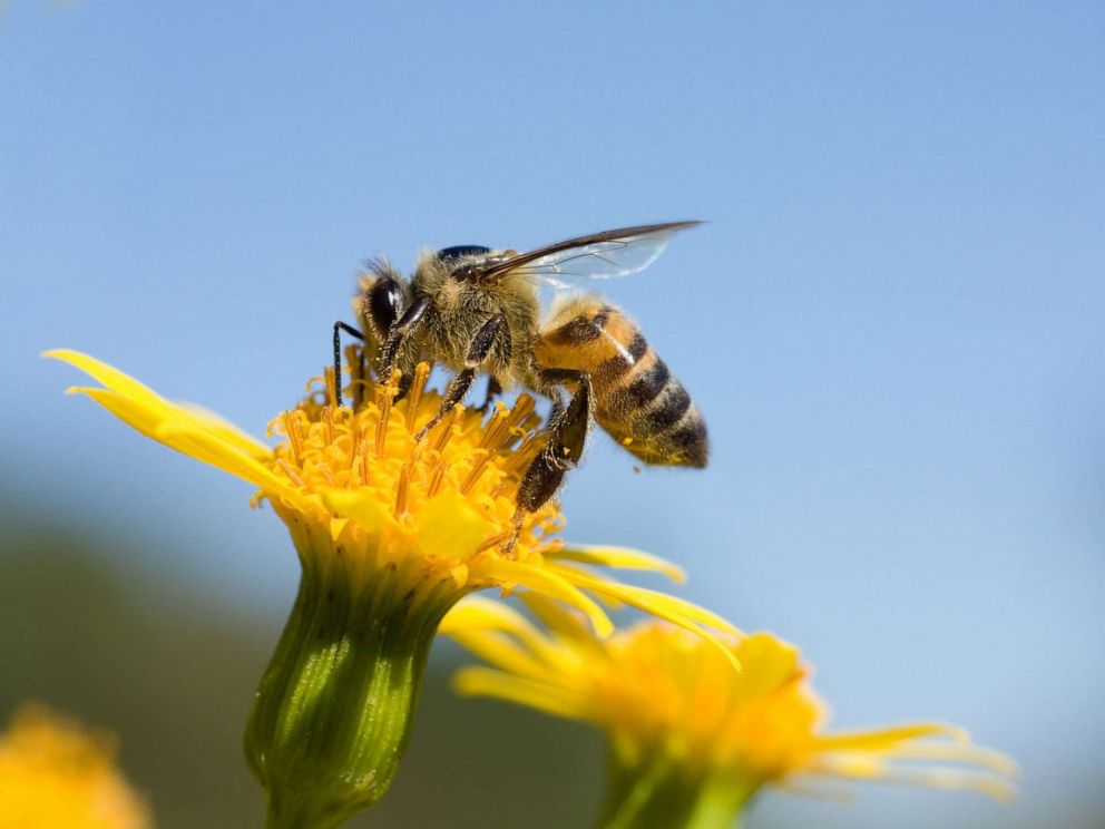 decline-in-honey-bee-population-unsustainable-experts-say-wwti