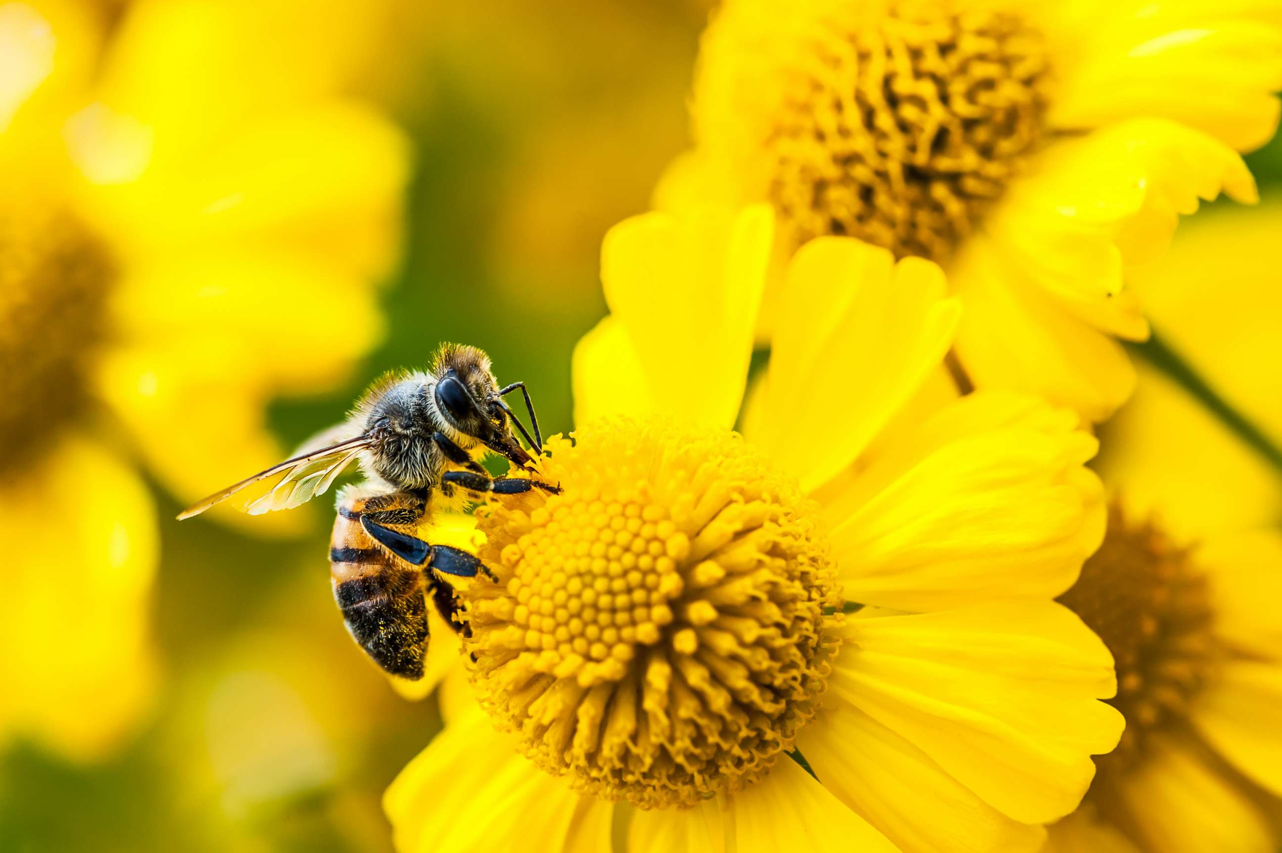 PHOTO: Stock photo of bee gathering nectar and pollen on yellow flowers.
