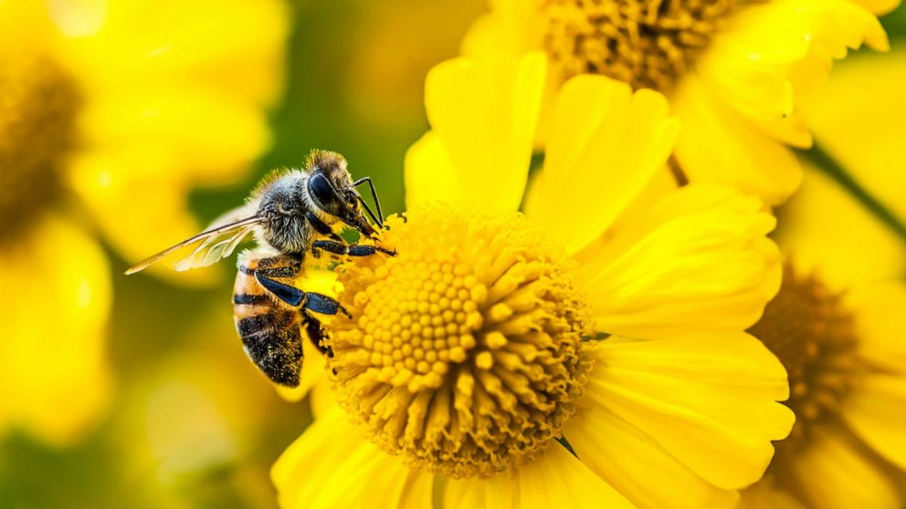 PHOTO: Stock photo of bee gathering nectar and pollen on yellow flowers.