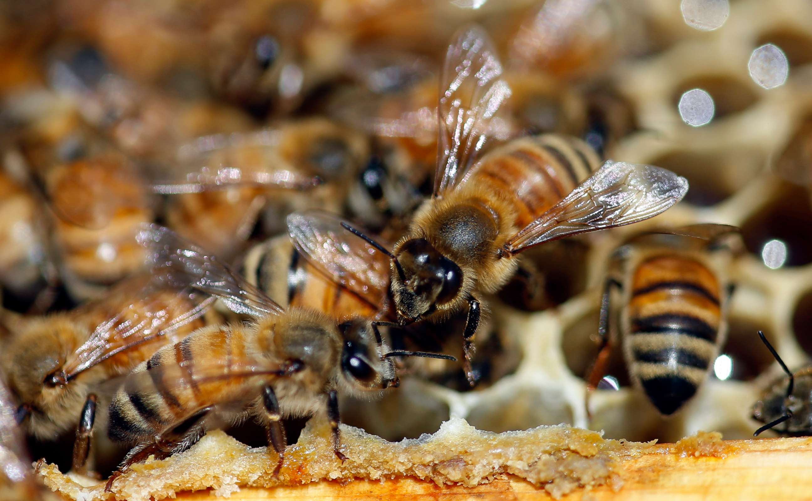 PHOTO: Honeybees are shown on a frame at beekeeper Denise Hunsaker's apiary, Monday, May 20, 2019, in Salt Lake City. 