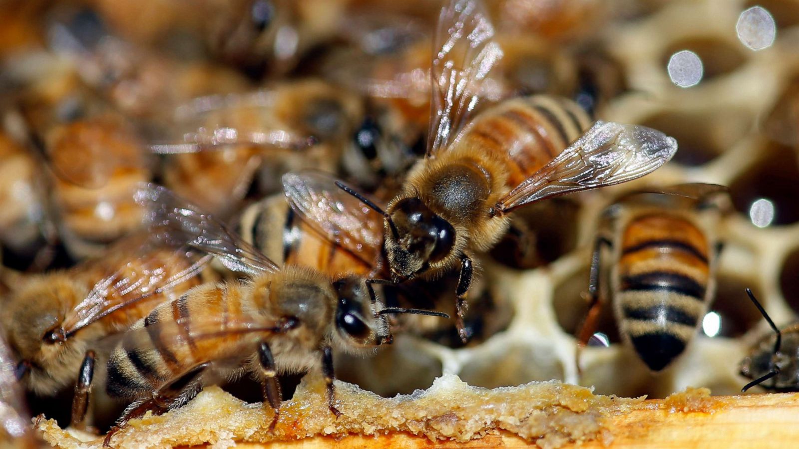 Nearly 40 Decline In Honey Bee Population Last Winter Unsustainable Experts Say Abc News