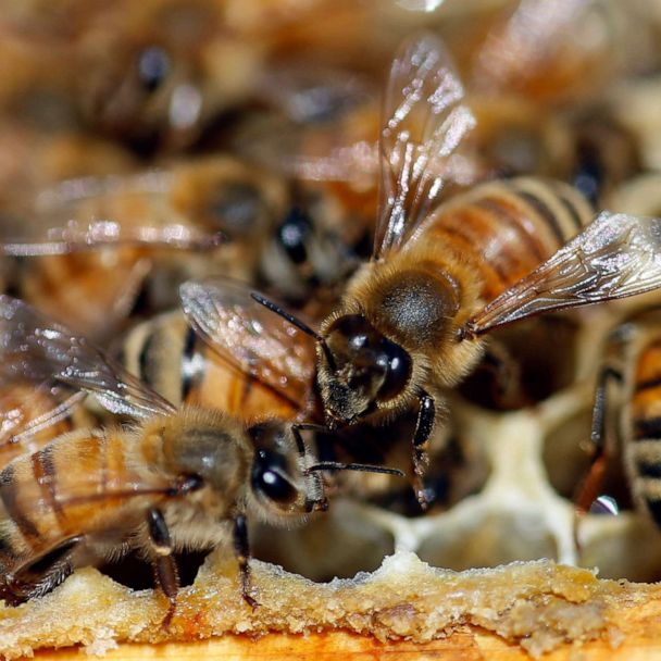 Nearly 40% decline in honey bee population last winter 'unsustainable,'  experts say - Good Morning America