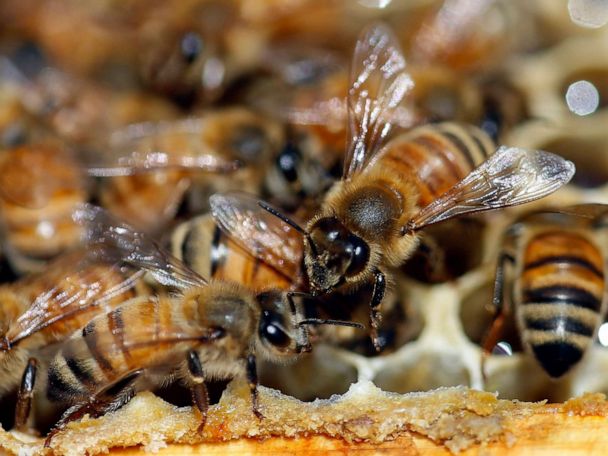 Nearly 40 Decline In Honey Bee Population Last Winter Unsustainable Experts Say Abc News