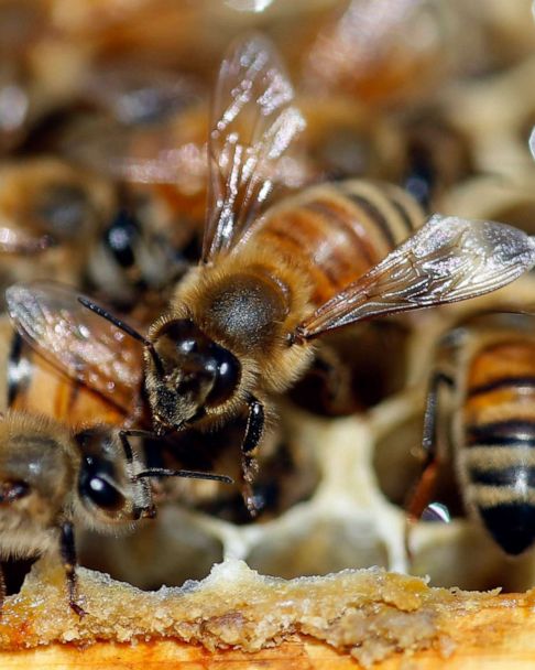 Nearly 40 Decline In Honey Bee Population Last Winter Unsustainable Experts Say Abc News