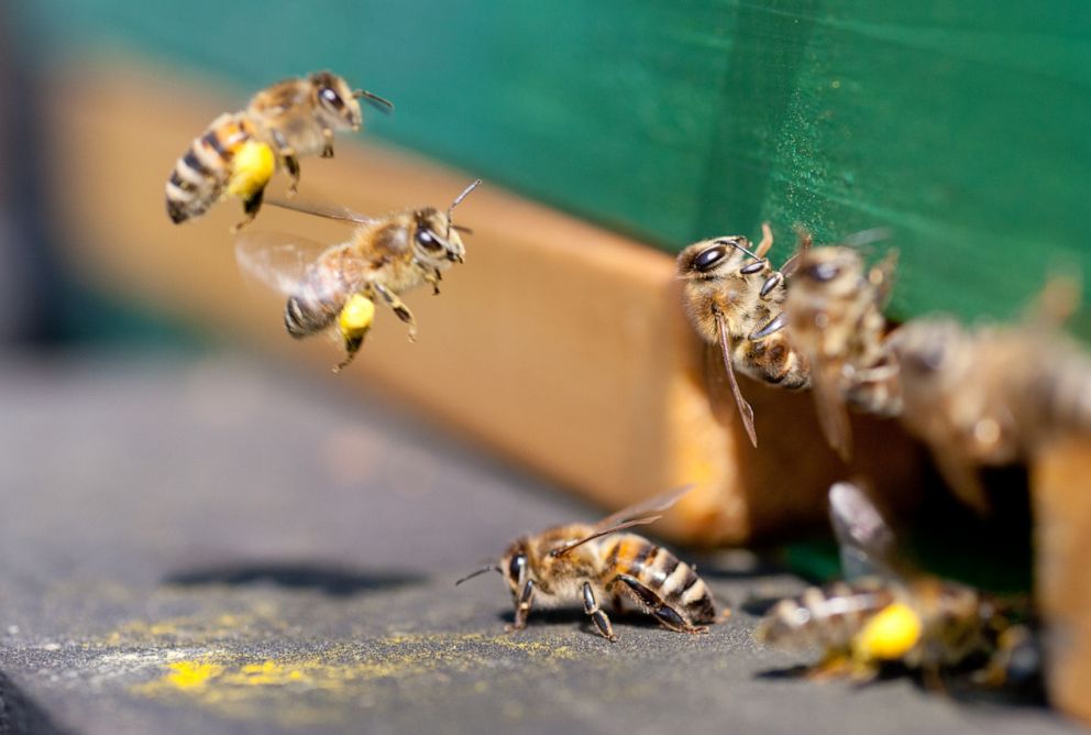 PHOTO: Honeybees fly into the beehive bringing pollen.