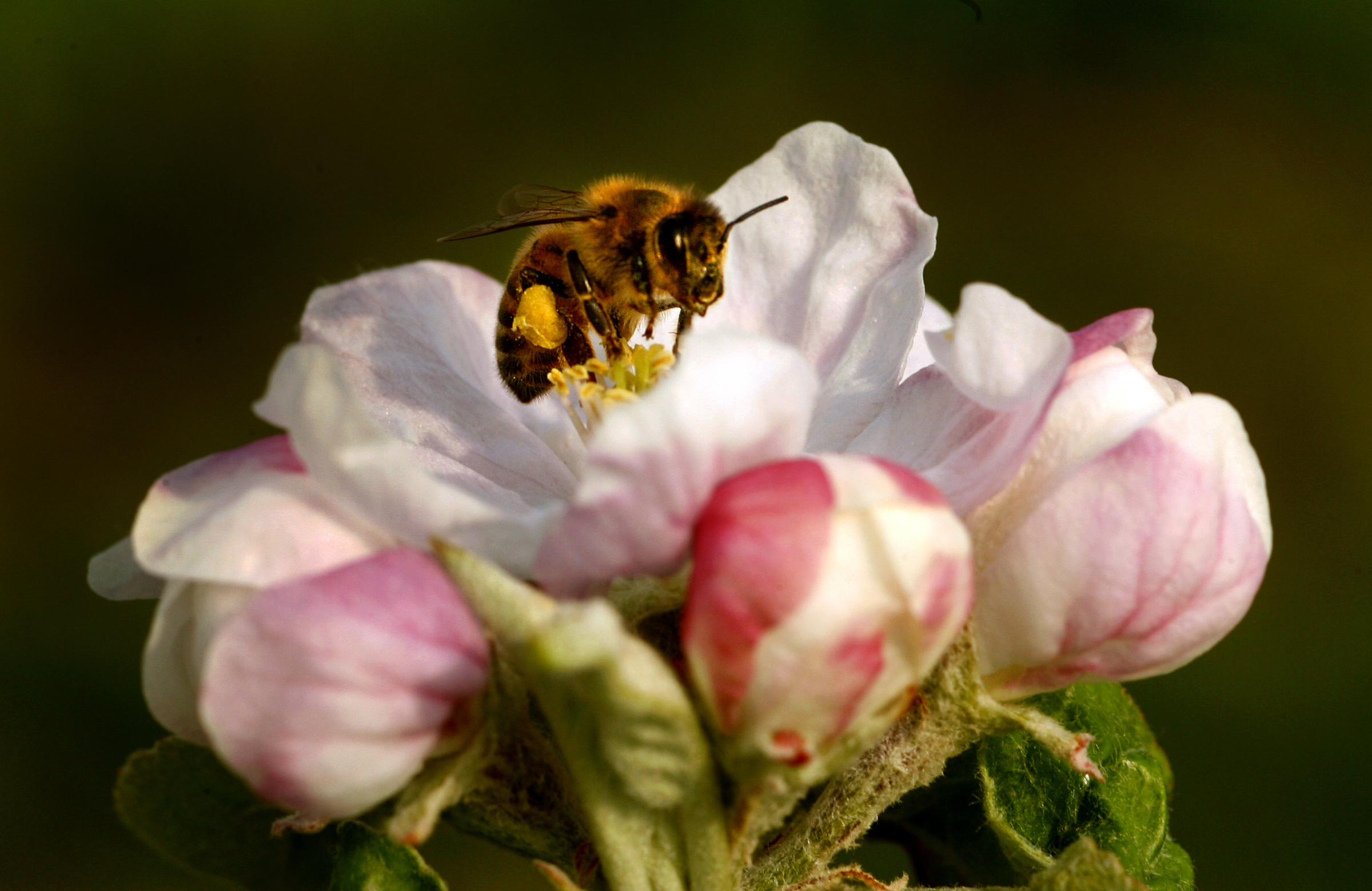 PHOTO: A bee collects pollen from a flower in Fishchertown, Pa., April 28, 2007.