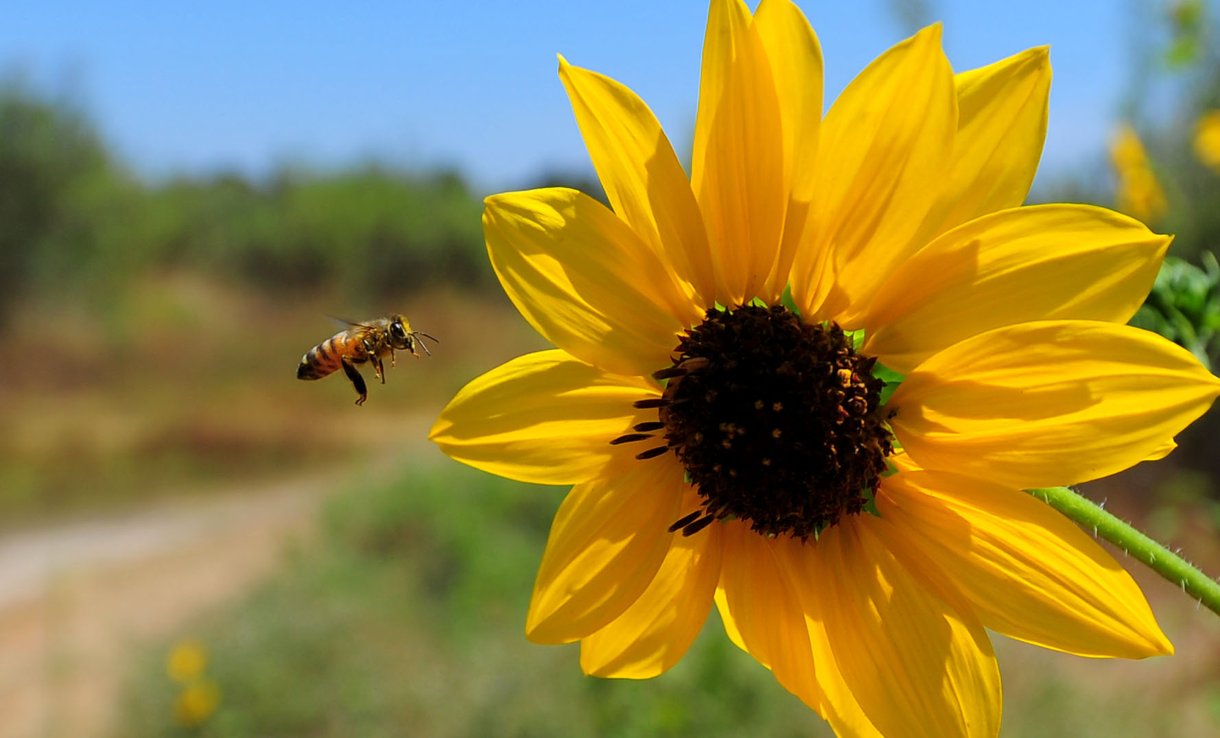 PHOTO: A bee searches for pollen in a sunflower in Torrance, Calif., Aug. 17, 2011.