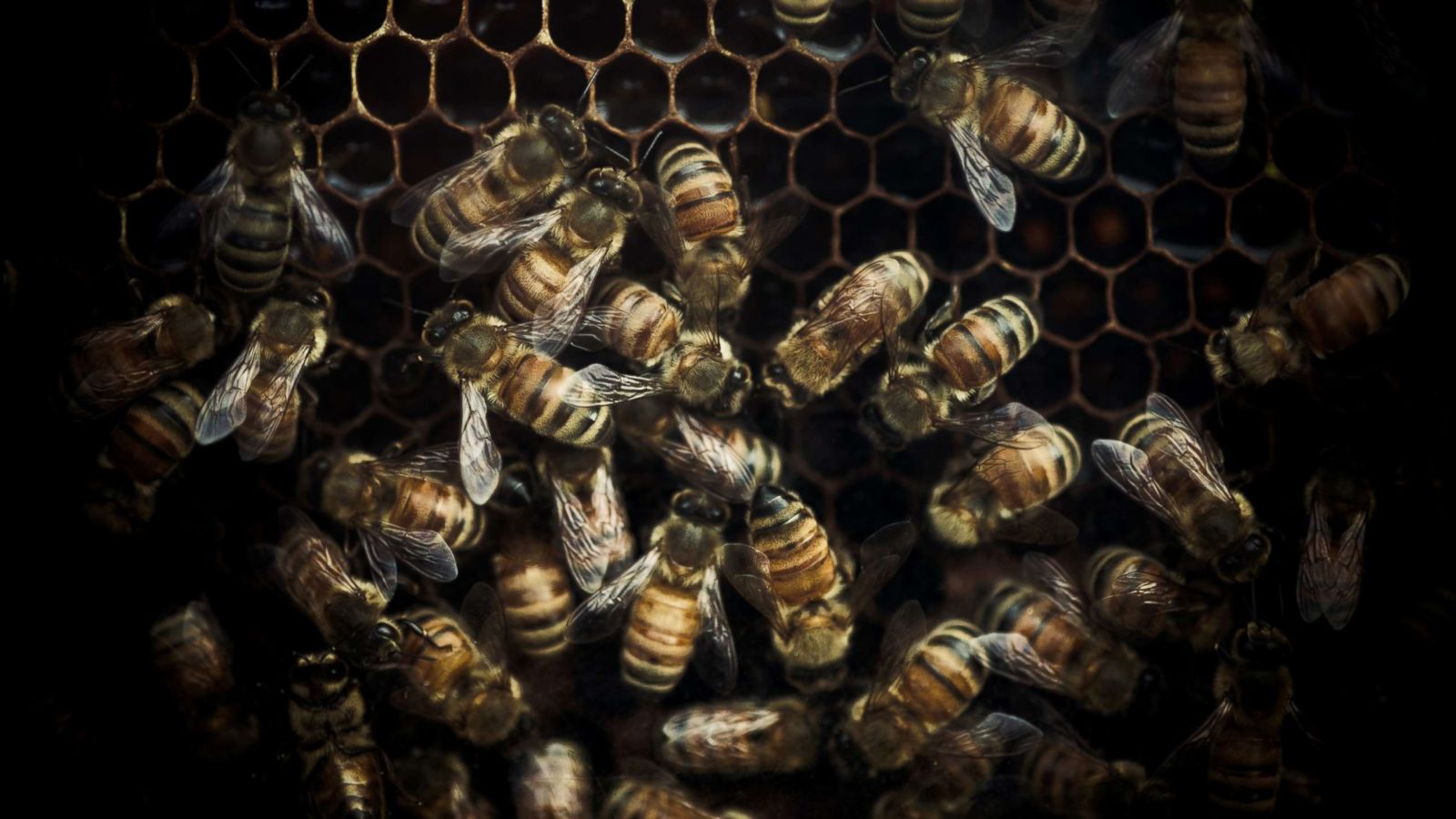 Does saving bee colonies mean breaking with tradition? - SWI