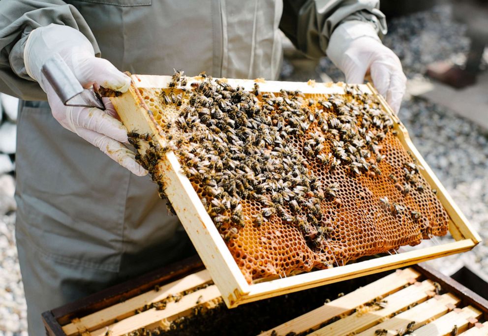PHOTO: Stock photo of beekeeper inspecting his hive.