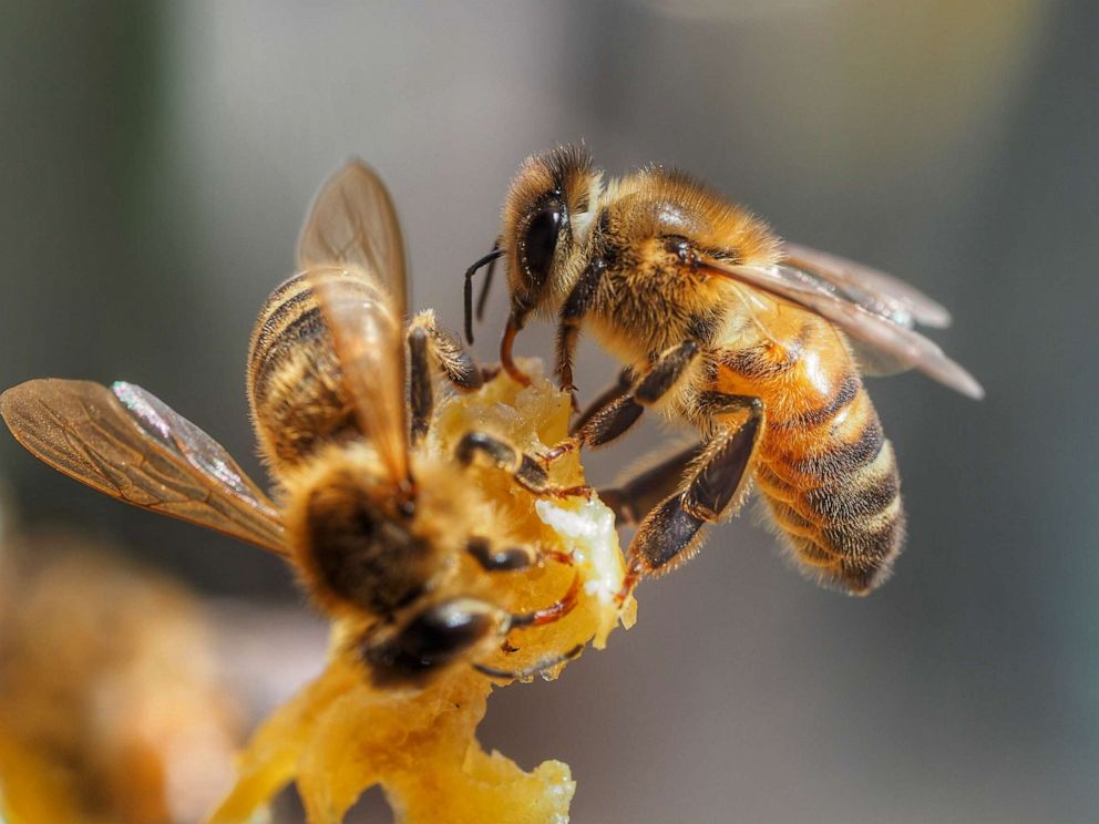 PHOTO: Bees