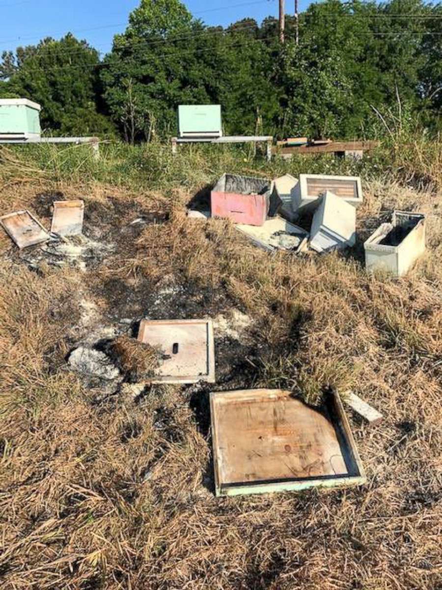 PHOTO: More than half a million bees have been killed after 20 hives were torn apart and burned in Alvin, Texas.