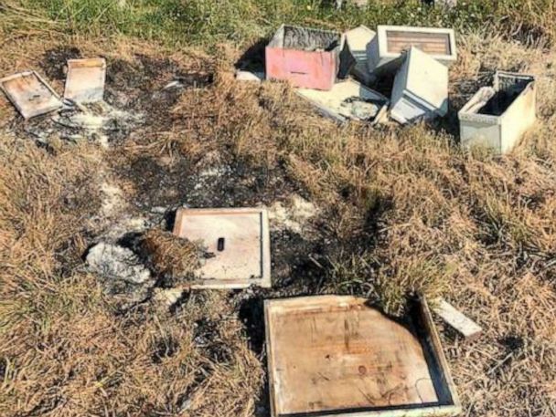 500k Bees Killed After Hives Torn Apart Burned Reward Offered For Culprits Abc News