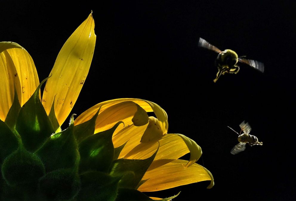 PHOTO: Bees fly around sunflowers at the McKee-Beshers Wildlife Management Area in Poolesville, Md., July 14, 2019. 