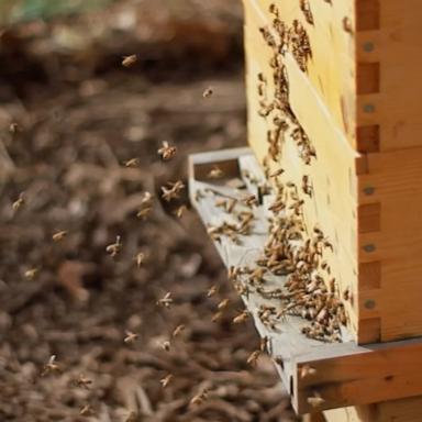 The Fresno County Sheriff's office is searching for 96 stolen beehives valued at nearly $34,000.