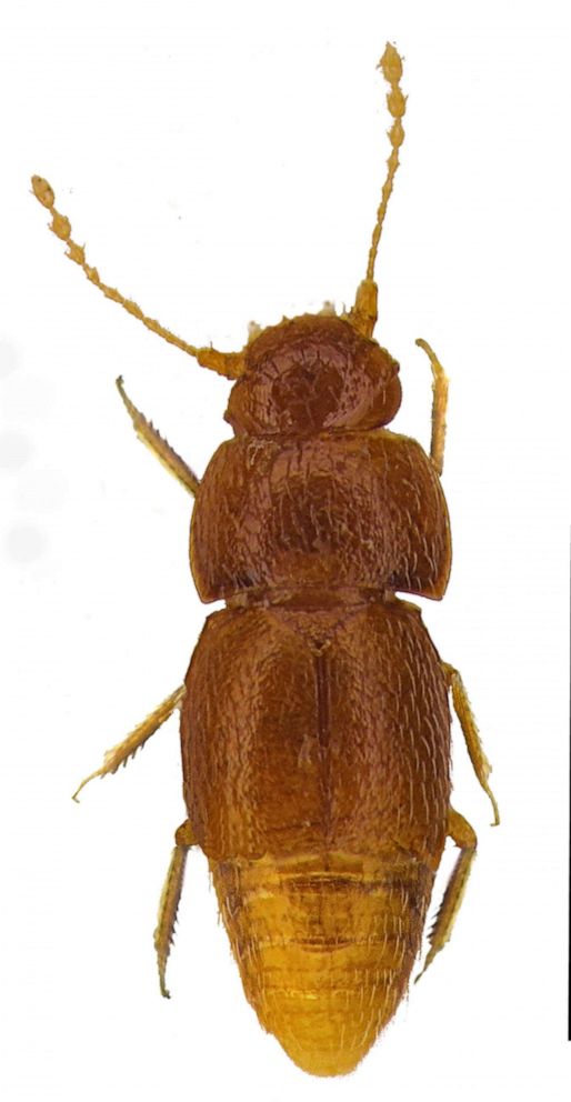 PHOTO: A handout picture released by Pemberley Books on October 25, 2019 and first published in Entomologists Monthly Magazine shows the beetle Nelloptodes gretae, named after teenaged Swedish climate activist Greta Thunberg.