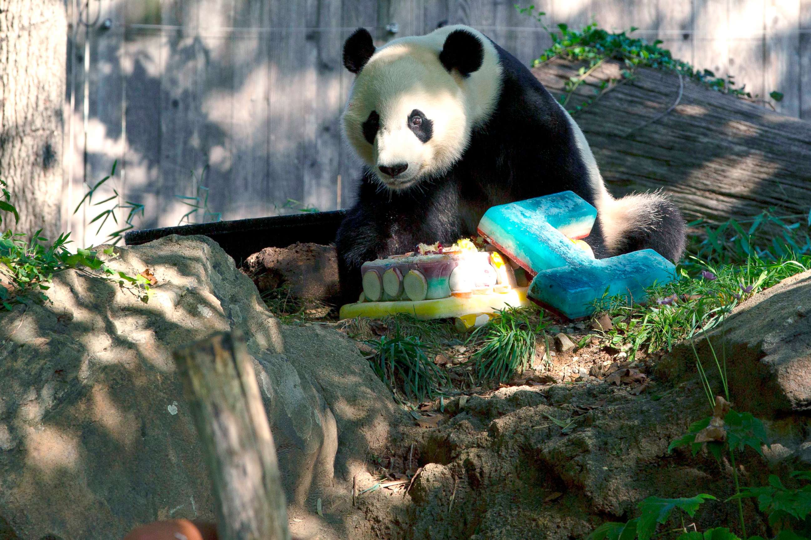 PHOTO: Giant panda Bei Bei eats his frozen 4th birthday cake at the Smithsonian National Zoo in Washington, D.C, Aug. 22, 2019.