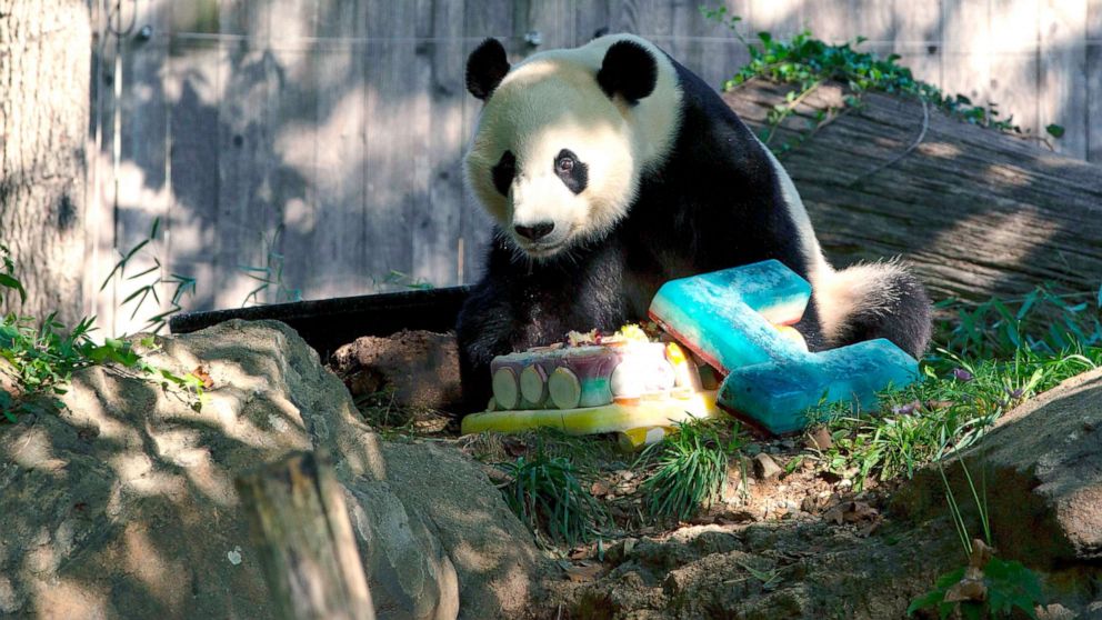 Bei Bei the panda turns 4