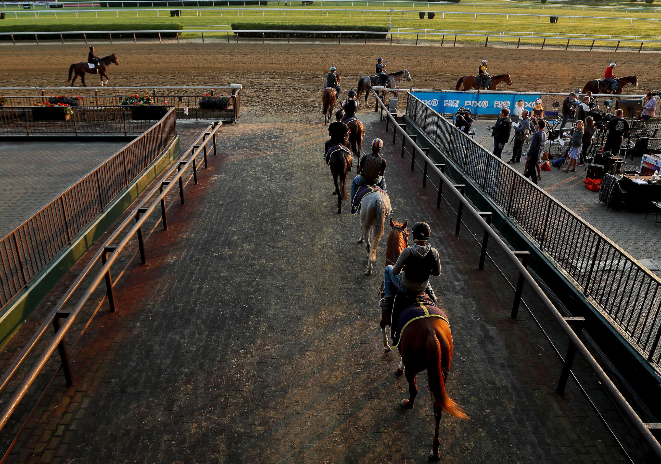 PHOTO: In this June 8, 2018, file photo, thoroughbreds enter the main track at Belmont Park, in Elmont, N.Y.