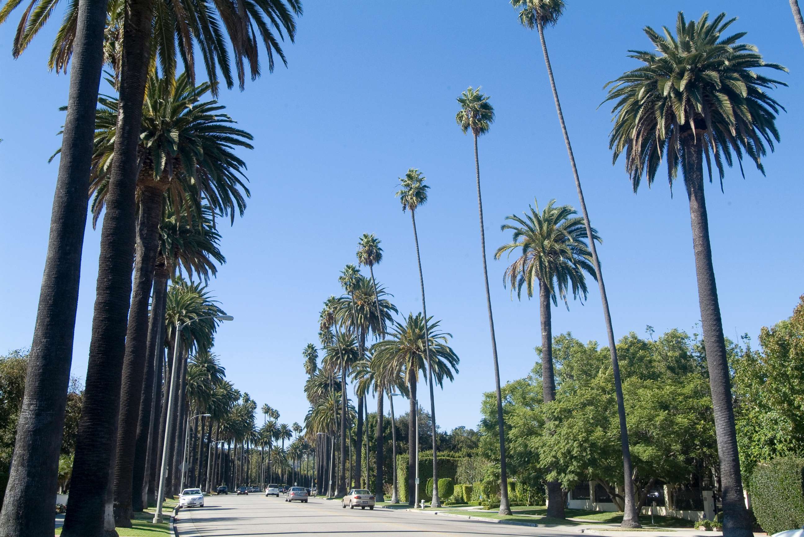 PHOTO: Beverly Drive in Beverly Hills, Calif., is pictured in this undated stock photo.