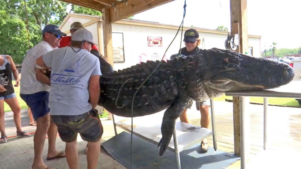 PHOTO: Two men caught a 12-foot-long, 750-pound alligator in Gulf County, Fla., on Sept 2, 2018. The gator was brought back to Bay County to be cleaned and processed.