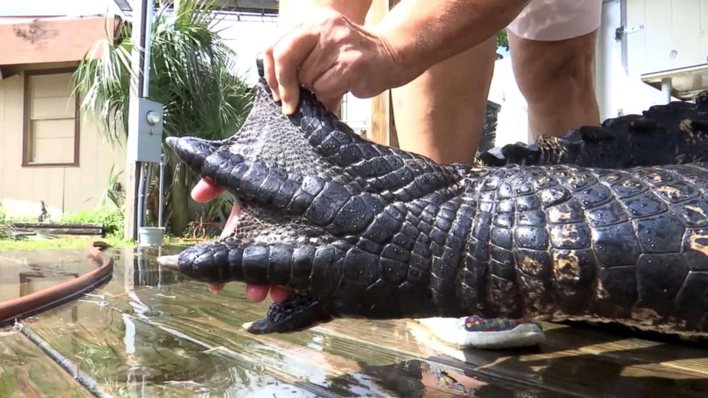 PHOTO: Two men caught a 12-foot-long, 750-pound alligator in Gulf County, Fla., on Sept 2, 2018. The gator was brought back to Bay County to be cleaned and processed.
